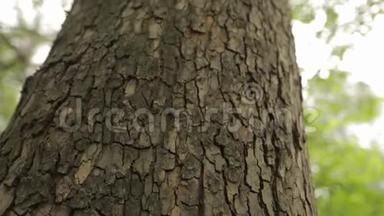 一棵树的树皮靠近，一棵树的树皮令人印象深刻，一棵橡树的树皮